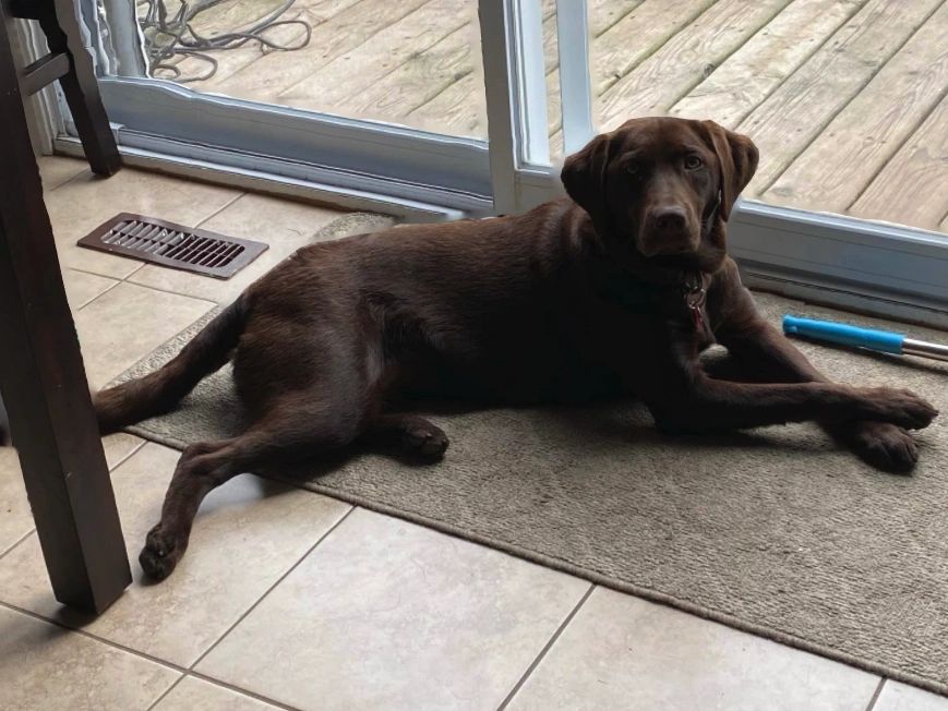 Common Allergies in Labrador Retrievers